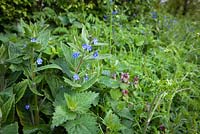 Green Alkanet and Red Dead Nettle with emerging cow parsley growing on a laneside verge. Pentaglottis sempervirens with Lamium purpureum.
