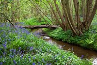 Bluebells growing by a stream in a wood in Kent. Hyacinthoides non-scripta