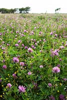 Trifolium pratense and Medicago lupulina. Red clover and Black medick in RSPB reserve at Dungeness. 