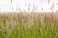 Yorkshire fog and Perennial Rye grass. Mixed grasses in RSPB reserve, Dungeness. 