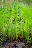 Salicornia europaea - Common Glasswort, Marsh Samphire, growing wild on the salt marsh at Stiffkey, Norfolk. 