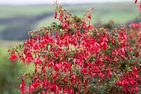 Fuchsia. A cultivar of F. magellanica, F. 'Riccartonii' also known as F. magellanica var. macrostema, a non-seeding widespread naturalised shrub with fatter buds and wider sepals - naturalised in Cornwall as a laneside hedge