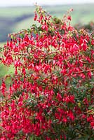 Fuchsia. A cultivar of F. magellanica, F. 'Riccartonii' - also known as F. magellanica var. macrostema, a non-seeding widespread naturalised shrub with fatter buds and wider sepals. naturalised in Cornwall as a laneside hedge