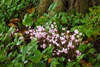 Cyclamen hederifolium growing at the base of a Horse chestnut tree in autumn. Ivy-leaved cyclamen, Neapolitan cyclamen