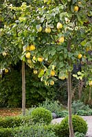 Cydonia oblonga 'Meech's Prolific' - Standard quince trees in autumn. 