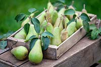 Pyrus communis 'conference' - Rustic wooden tray filled with pears. September.