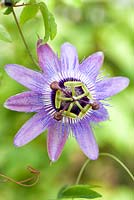 Passiflora 'Betty Myles Young', Passion flower. Shrub, Passion flower. Close up portrait of single purple flower.