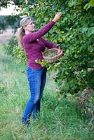 Woman foraging for wild hazelnuts from the hedgerows. September.