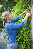 Pruning long new Wisteria shoots from current year's growth in August to maintain shape and encourage more flowers.