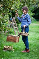 Pyrus communis 'Conference'. Young girl picking pears in the autumn. September.