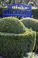 Buxus sempervirens clipped into egg-cup shapes.   Blue painted seat. The Vegetable Garden. Veddw House Garden, Monmouthshire, Wales. April 2014. 