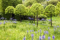The meadow with avenue of Corylus colurna grown as standards and clipped into lollipops.  Meadow planted with Camassia subsp leichtlinii  Caerulea Group and Primula veris - cowslips and Hyacinthoides non scripta. Veddw House Garden, Monmouthshire, Wales. May 2014. 