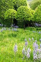 The meadow with avenue of Corylus colurna grown as standards and clipped into lollipops.  Meadow planted with Camassia subsp leichtlinii Caerulea Group and Primula veris - cowslips and Hyacinthoides non scripta. Veddw House Garden, Monmouthshire, Wales. May 2014. 