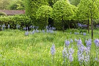 The meadow with avenue of Corylus colurna grown as standards and clipped into lollipops.  Meadow planted with Camassia subsp leichtlinii  Caerulea Group and Primula veris - cowslips and Hyacinthoides non scriptaVeddw House Garden, Monmouthshire, Wales. May 2014. 