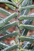 Euphorbia lathyris. Common name Caper Spurge. Said to deter moles. Veddw House Garden, Devauden, Monmouthshire, Wales.