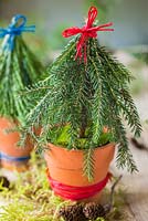 Miniature christmas tree made with foliage of a pine tree