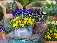 A bright spring container display of violas and Narcissus.