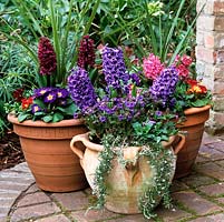 Spring terracotta pots of hyacinths - Delft Blue, Jan Bos with Queen of the Pinks. Pulmonaria Blue Ensign, pansy, primula, ivy and rosemary.