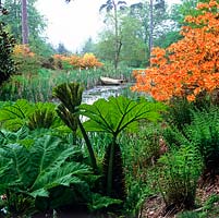 Hoylake, one of 7 lakes in a romantic valley. Gunnera manicata, ferns and Rhododendron 'Spek Orange' part to reveal pool and rowing boat moored in reeds.