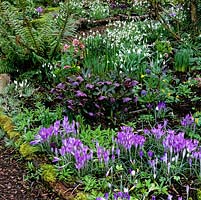 Fern and moss flank winter carpet of silvery lilac Crocus tommasinianus, dusky Hellebores x hybridus, snowdrops and winter aconites.