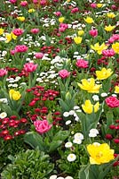Tulips with spring bedding plants. Tulipa 'Monte Carlo' and 'Queen of Marvel', Bellis perennis Medicis series, Myosotis sylvatica 'Ultramarine' at RHS Gardens, Wisley, Surrey
