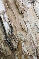 Bark of Eucalyptus rodwayi - Knoll Gardens, Wimborne Minster, Dorset. Designed and owned by Neil Lucas. September