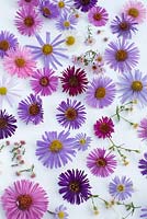 Mixed aster flowers on white background