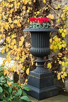 Classical cast iron urn painted matt black beside front door in autumn with Hydrangea anomala subsp. petiolaris. Seasonal planting of cyclamen.