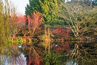 Acer palmatum 'Sango Kaku' and Cornus alba sibirica reflected in lake