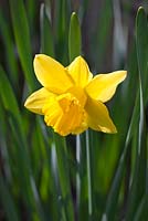 Narcissus 'Maviston'