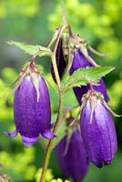 Campanula Sarastro, bellflower. Perennial, June. Plant portrait of purple bell shaped flowers.