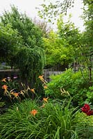 Hemerocallis 'Sammy-Russel' - Daylily flowers in front of a Cotinus - Smoke Tree with Acer griseumin - Maple and Larix decidua pendula- Weeping Larch - trees in backyard garden in summer, Quebec, Canada