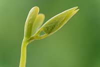 Phaseolus vulgaris 'Concador' - Dwarf French bean. Seedling recently germinated