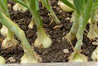 Allium cepa 'Stuttgarter' - Onions growing in raised bed sqare foot garden 