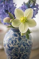 Helleborus x ericsmithii 'Monte Cristo' - Gold Collection and Hyacinthus orientalis 'Delft Blue'in vase