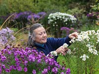 Dr. Margaret Stone amongst her National Plant Collection of autumn flowering asters, dead-heading Aster novae-angliae Herbstschnee. Left: A. novae-angliae Lye End Beauty.