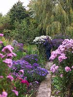 National Plant Collection of autumn flowering asters. Seen past Rosa Sieger, Pink Victor, Annabelle de Chazal, path of seedlings. At end, Herbstschnee deadheaded by Margaret Stone.