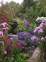 National Plant Collection of autumn flowering asters. Seen past Rosa Sieger, Pink Victor, Annabelle de Chazal, path of seedlings. 