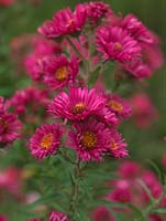 Aster novae-angliae 'Lachsglut', a tall herbaceous perennial bearing masses of deep rich, daisy-like flowers. National Plant Collection of autumn flowering asters. 