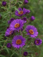 Aster novae-angliae 'Colwall Constellation', a tall herbaceous perennial bearing masses of purple, daisy-like flowers. National Plant Collection of autumn flowering asters. 