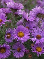 Aster novae-angliae 'Mrs S.T.Wright', a tall herbaceous perennial bearing masses of silvery purple, daisy-like flowers. National Plant Collection of autumn flowering asters. 