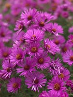 Aster novae-angliae 'Colwall Galaxy', a tall herbaceous perennial bearing masses of pinkish purple, daisy-like flowers. National Plant Collection of autumn flowering asters. 