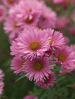 Aster novae-angliae 'Rosa Sieger', a tall herbaceous perennial bearing masses of pink, daisy-like flowers. National Plant Collection of autumn flowering asters. 