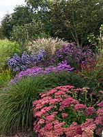 The Anniversary Grass Garden with Miscanthus, Deschampsia and Stipa grasses with Sedum 'Indian Chief', Persicaria amplexicaulis 'Atrosanguinea' and Aster 'Brilliant', 'Weltfriede ' and 'King George'.