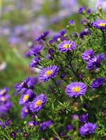 Aster novi-belgii, the Michelmas daisy, provides excellent colour in the late summer and autumn garden.