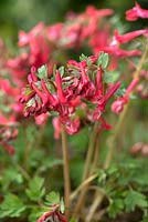 Corydalis subsp. solida 'George Baker', a small herbaceous perennial producing tubular orang, red flowers in spring.