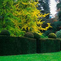Behind mature, clipped yew hedge with topiary domes on top, two magnificent Ginkgo biloba, planted in 1901.