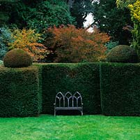 Gothic style metal bench set in alcove cut from mature yew hedge topped by topiary, clipped domes. Behind, autumn foliage.