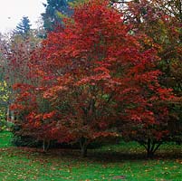 Acer japonicum Vitifolium, a deciduous maple with red leaves of autumn.