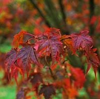 Acer japonicum Vitifolium, a deciduous maple with red leaves in autumn.